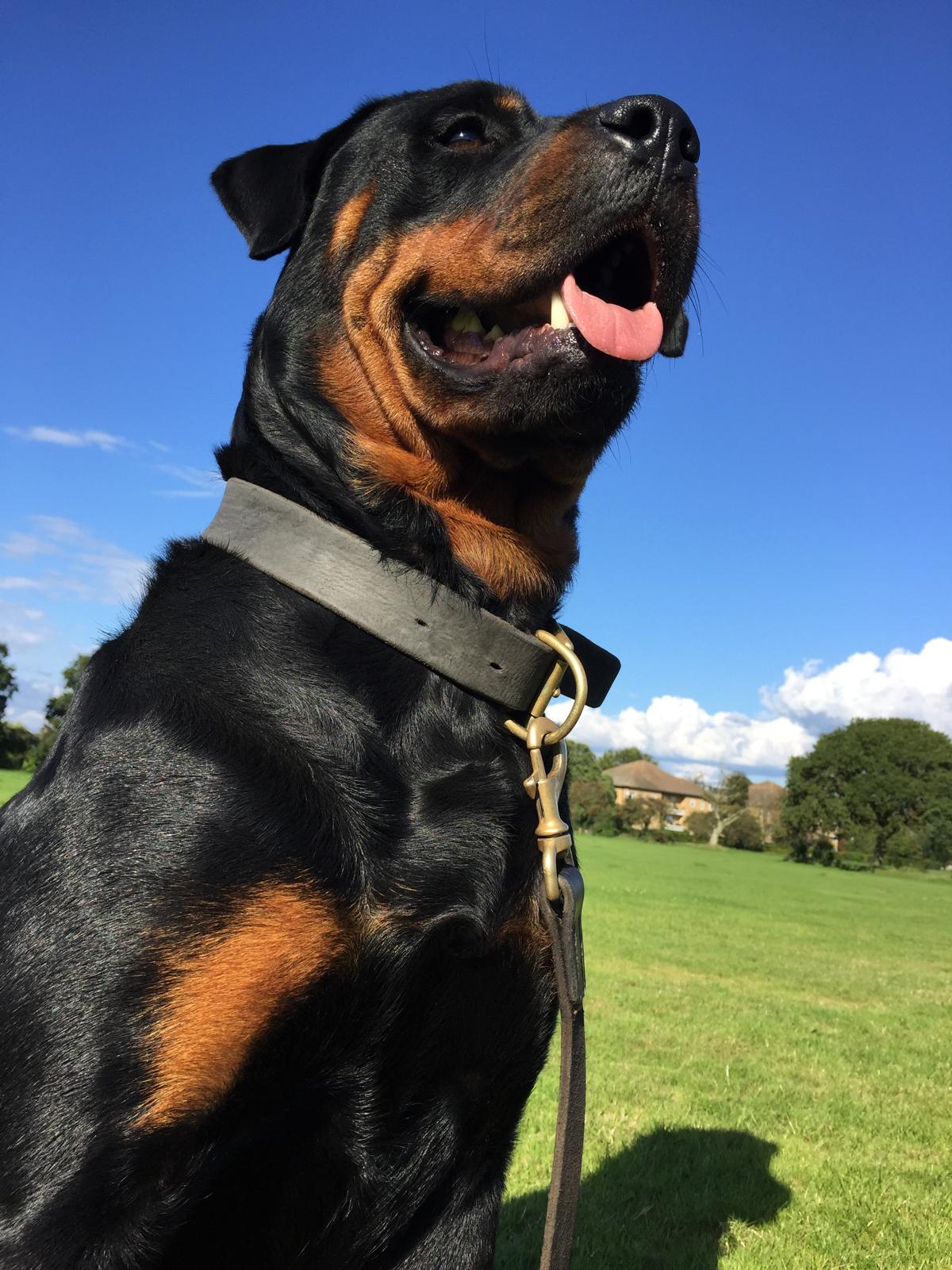 Fylde Coast Dog Training