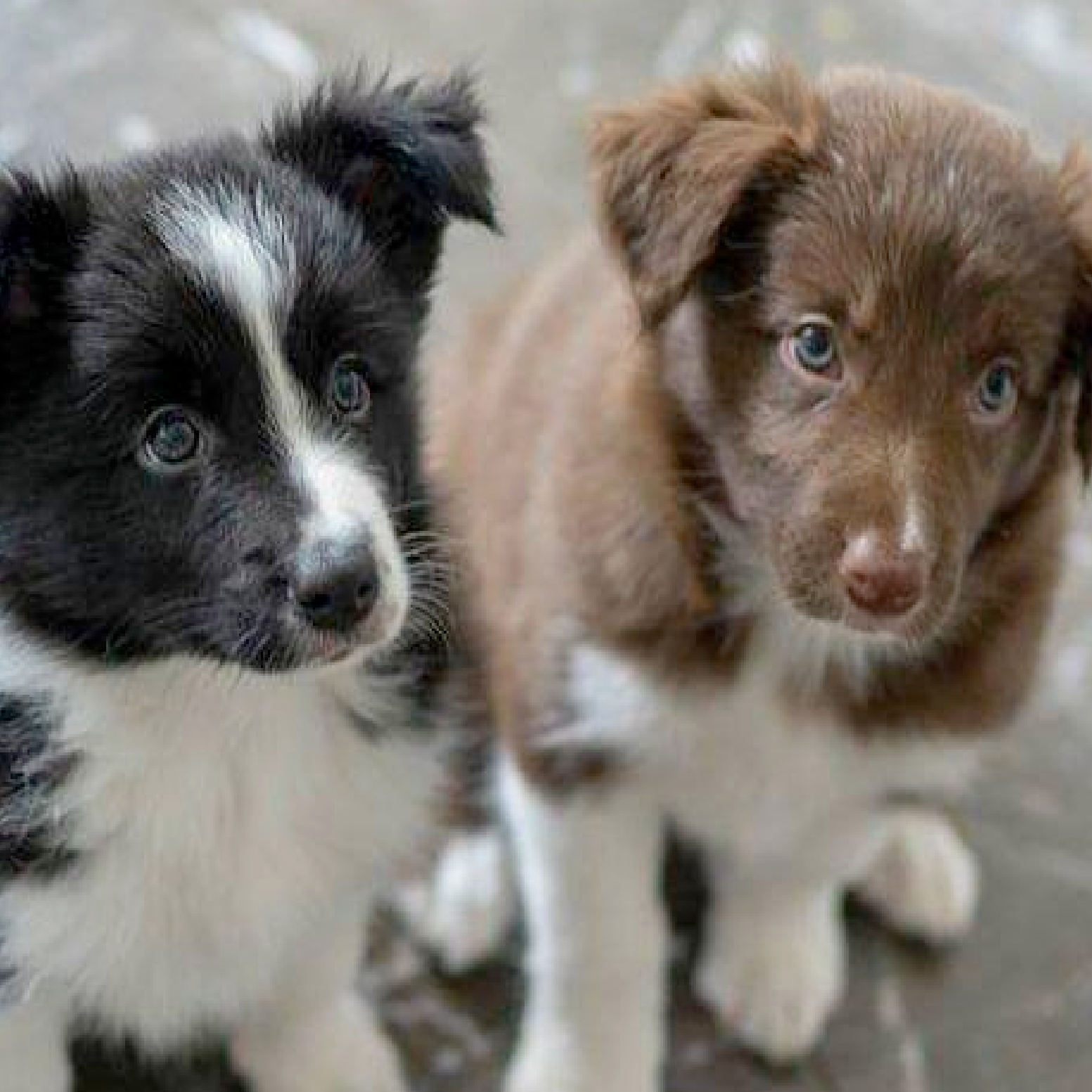 Puppy Training Fylde Coast